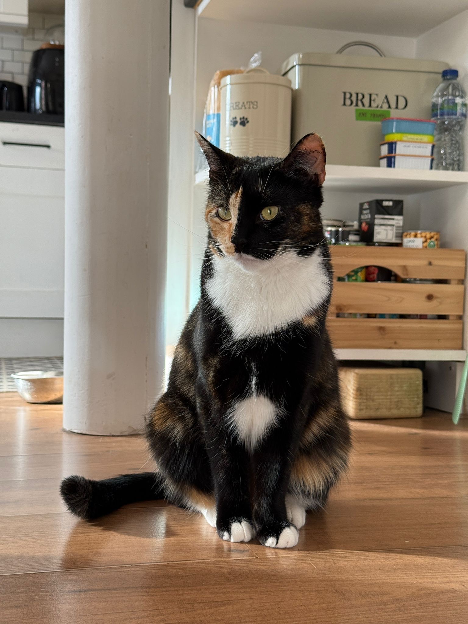 A photo of a majestic-looking female calico cat with a half-ginger/half-black face. She is staring assertively off into the distance, ignoring the photographer.