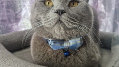 Chickoo is the most adorable, cuddly, furry baby! 🐈‍⬛

Superpowers:
- Cutest and sweetest cat ever who knows how to grab my attention always!!
- Knows how to trick me to get his favourite treat... image