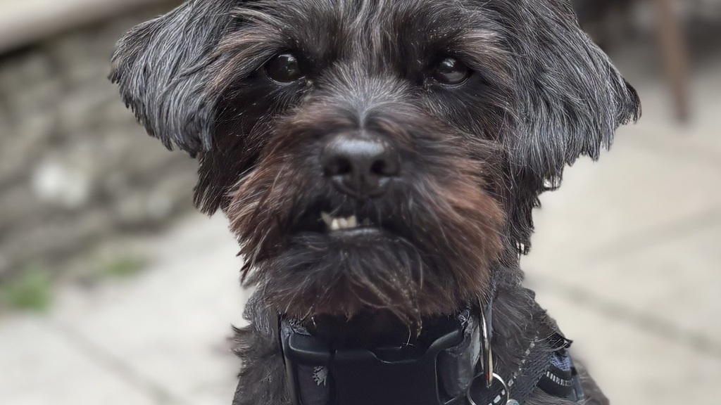 Milo - Guardian of the MoTaVerse image