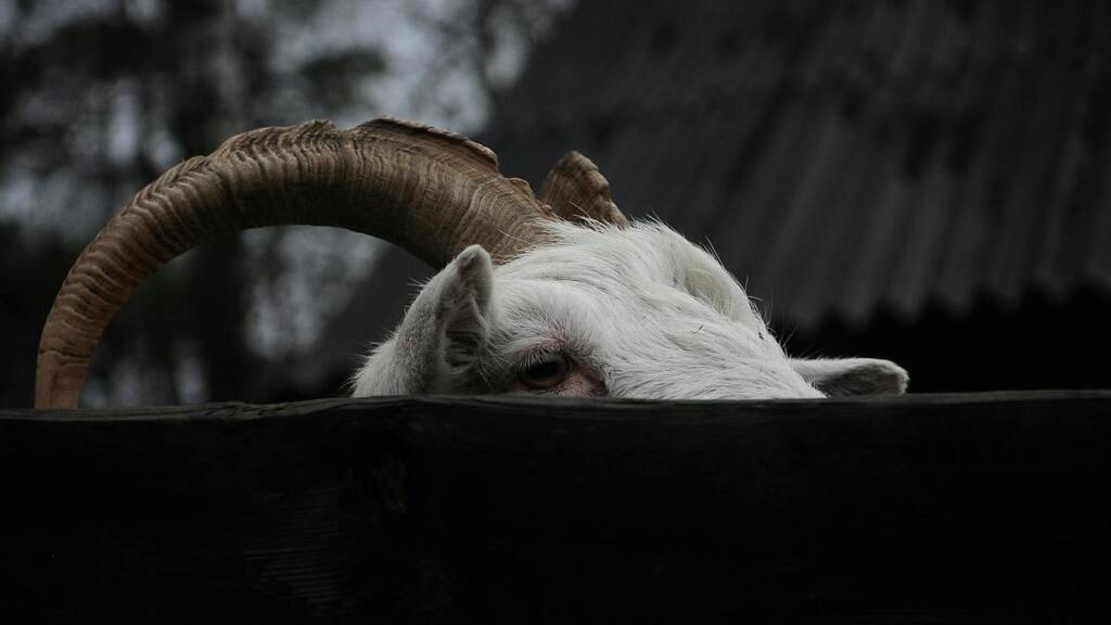 The Convenient Scapegoat? image image