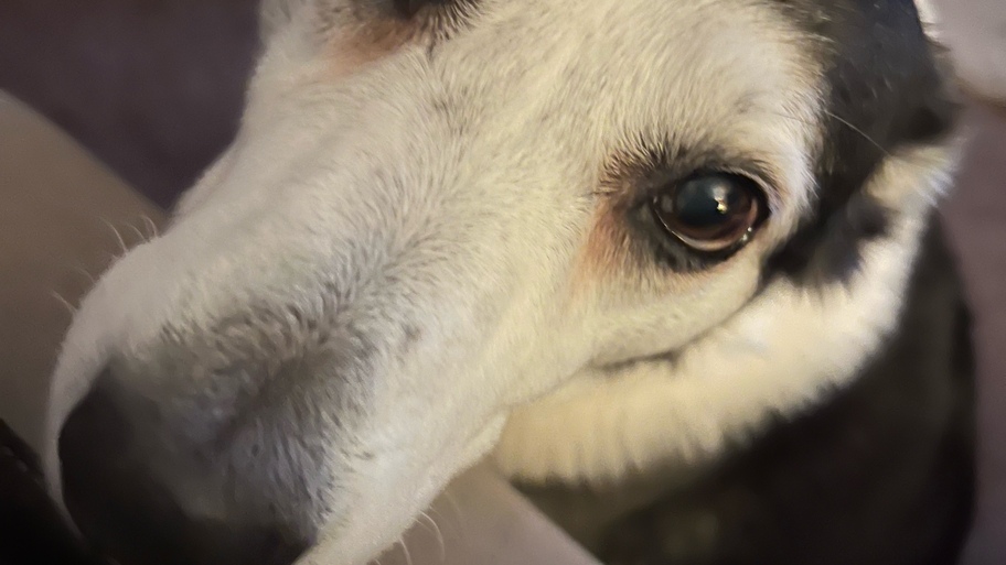 The gorgeous Roxy  image