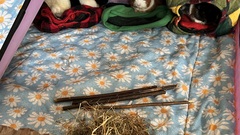 The current members of the Sheasby Thomas cavy herd image