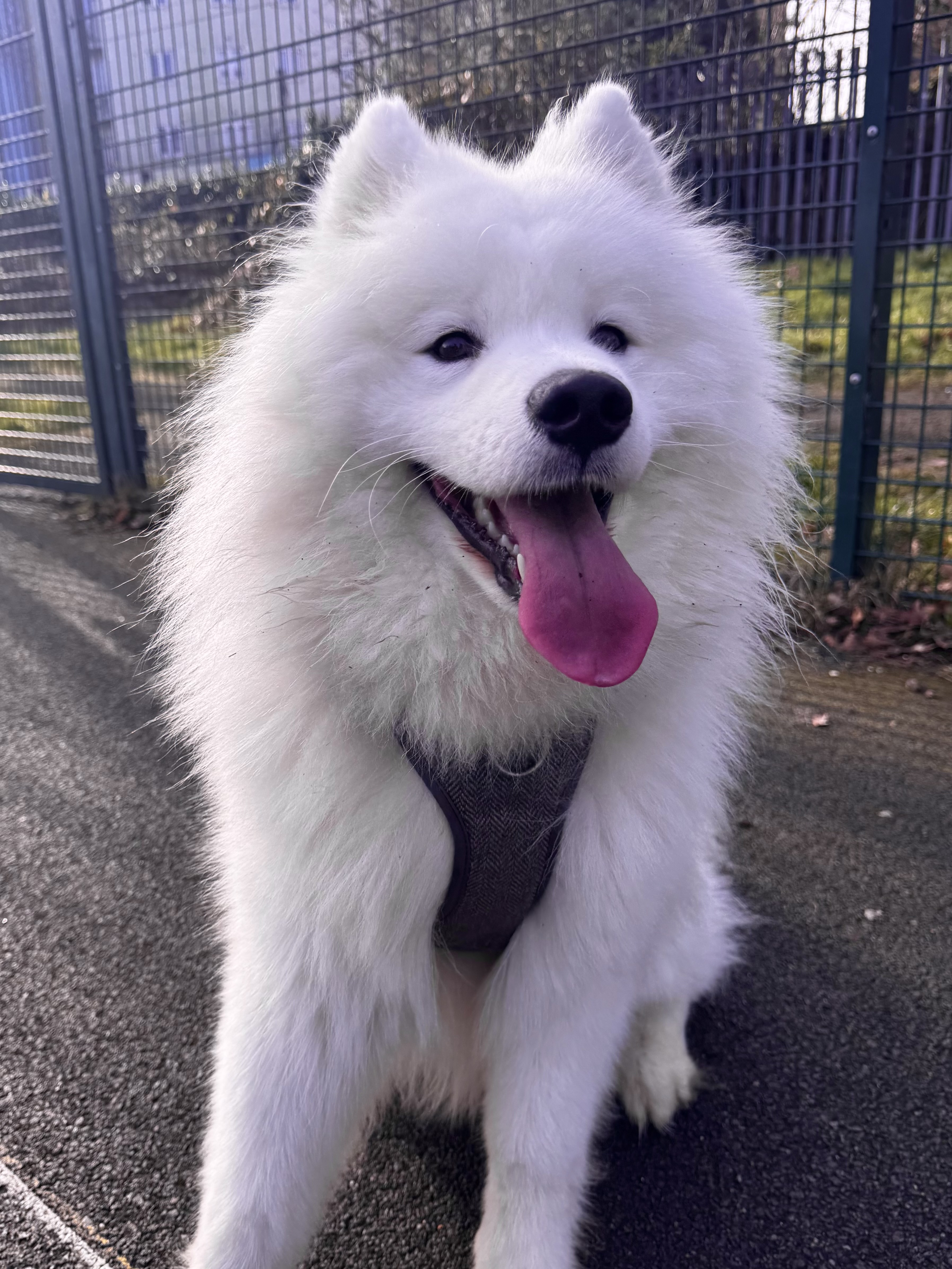 Willow the Samoyed smiling at the camera
