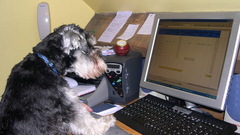 The smartest and possibly grumpiest dog we had. Max had the nickname grumpy old man when he turned grey around 5 years old.  image