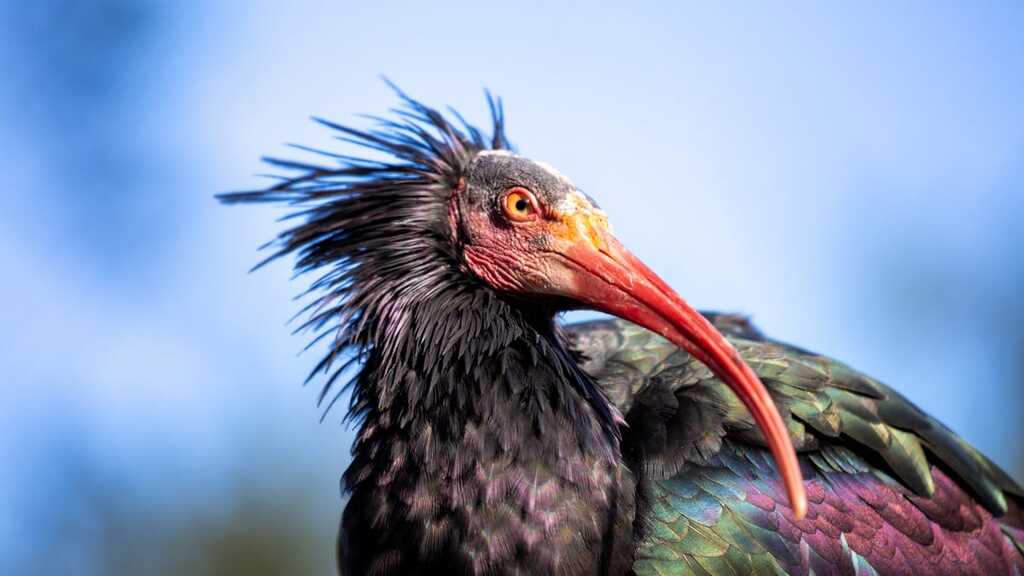 There is No "Human-Centered 'AI'" image