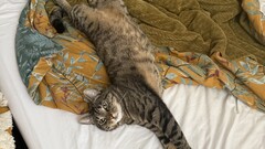 Strengths:
 - Basically a dog (plays fetch/tug-o-war, growls, whines when we leave/greets when we return).
 - Faithful companion.
 - Hilarious.

Weaknesses:
 - Not the sharpest tool in the bo... image