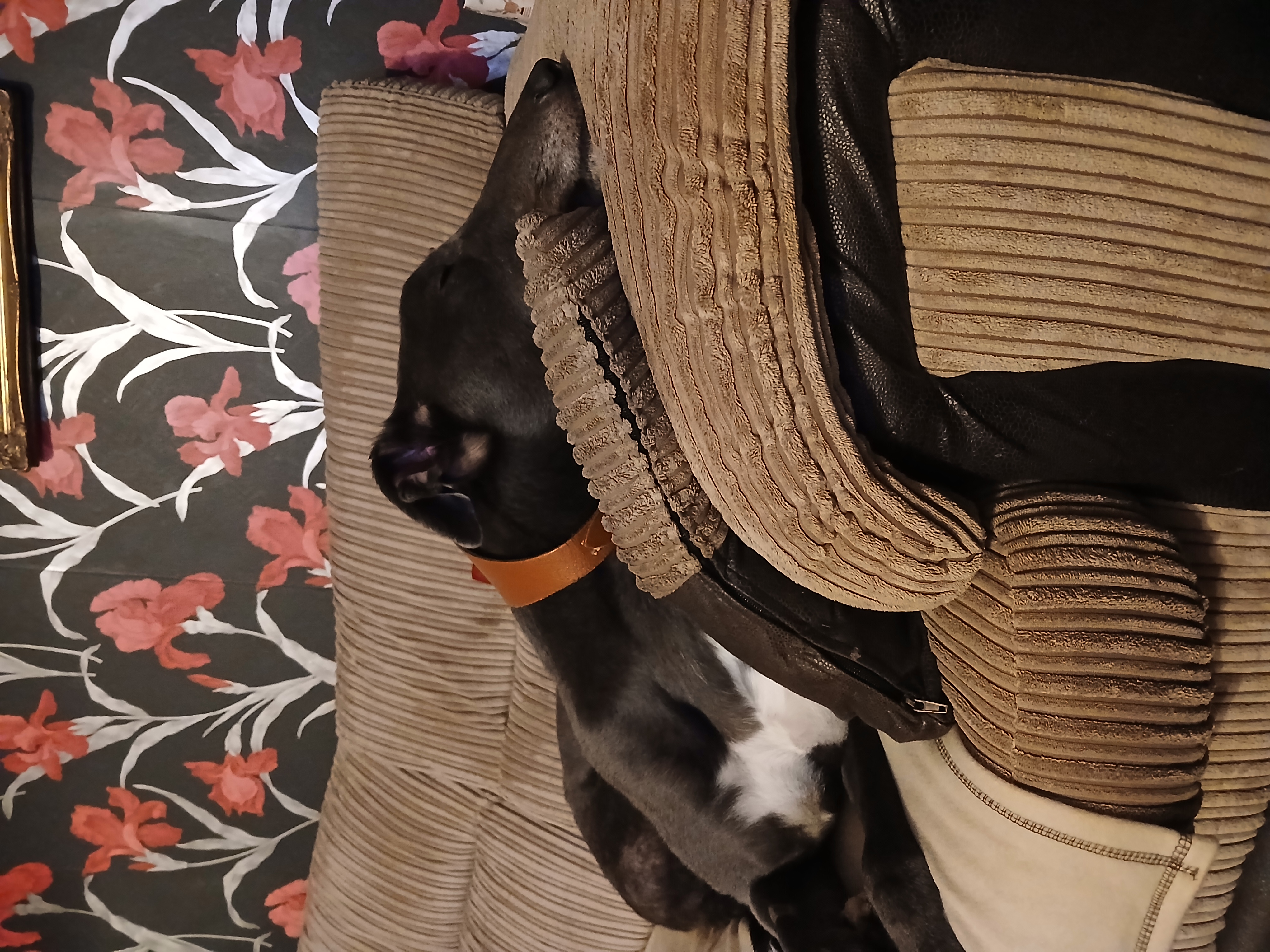 Greyhound sleeping on a beige settee looking very comfortable