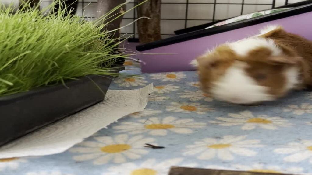 QA'ing the fresh grass: Guardians of the MoTaverse! image