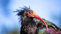 There is No "Human-Centered 'AI'" image