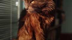 Occasionally mentioned as QA Cat in the internal Slack (even has his own dedicated emotes)

Superpowers:
- Not Impressed by developers
- Has a brother 
- Silent but deadly

Weaknesses:
- Ha... image