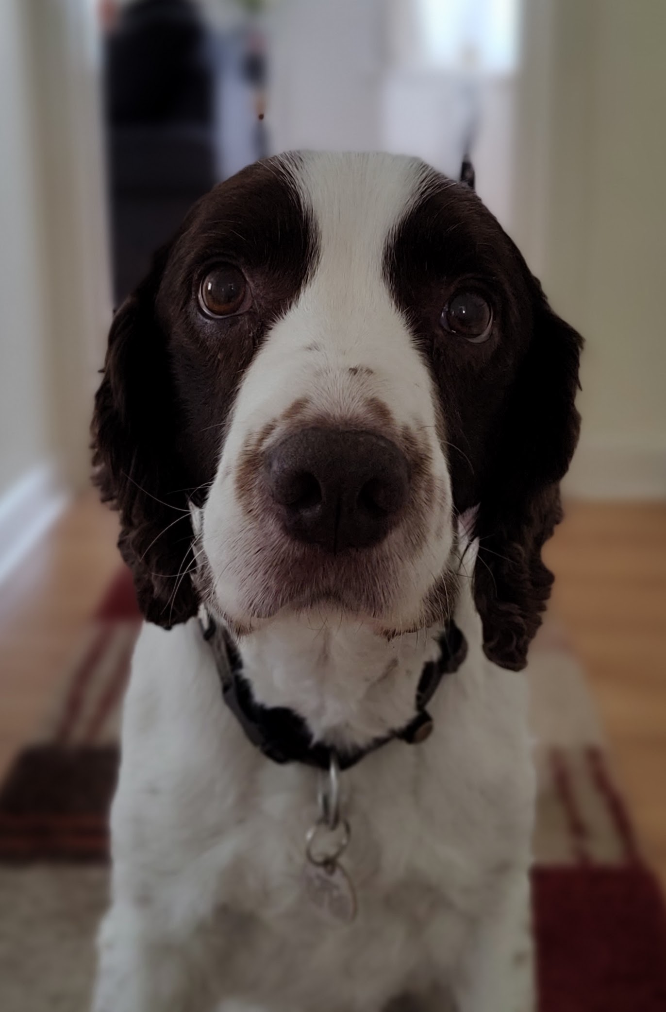 Photo of Jussi the springer spaniel