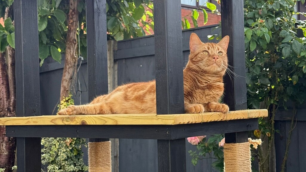 A photo of a ginger tabby cat perched on a cat tower in a garden.