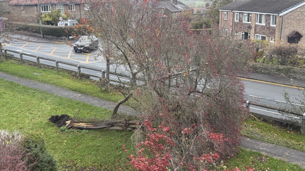 View from an upstairs window of a downed tree blocking a pathway but with room to pass either side.  image