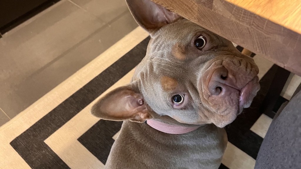 Poppy looking up at the camera