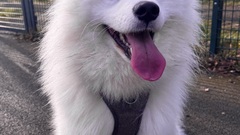 Willow is your super fluffy Samoyed! 🐶

Superpowers:
- Sweetest dog ever to exist and very affectionate
- Smiles for the camera with his signature “Sammy smile”
- Stunning white fur!
- Smells... image