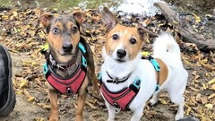 A pair of guardians, never seen apart! Sox (left) is a Jack Russell Terrier Mix and Eddi (right) is pure Jack Russell Terror...I mean Terrier.

Strengths: 
- Eddi: Finding a way to lick your fac... image