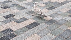 I found Space Seagull! image