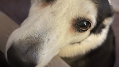 Only in our lives for a few years, Roxy was the most loving dog we ever had.  image