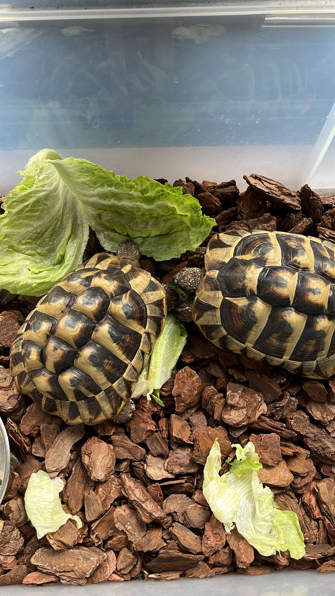 Photo of two Hermann tortoises sitting on woodchip and eating lettuce together