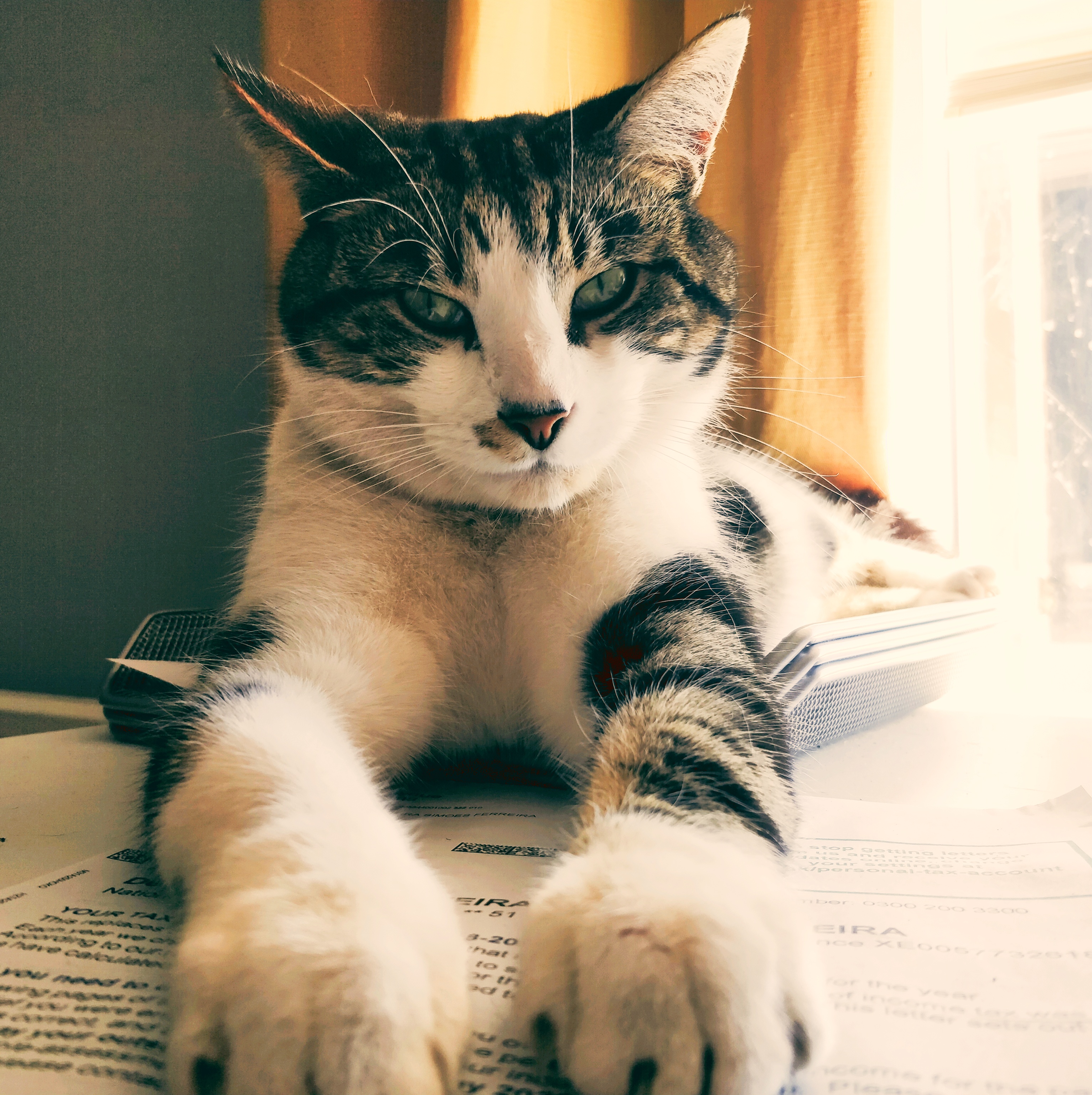 A close-up, eye-level shot of a tabby and white cat named Link, lying stretched out on a white desk covered in printe... image