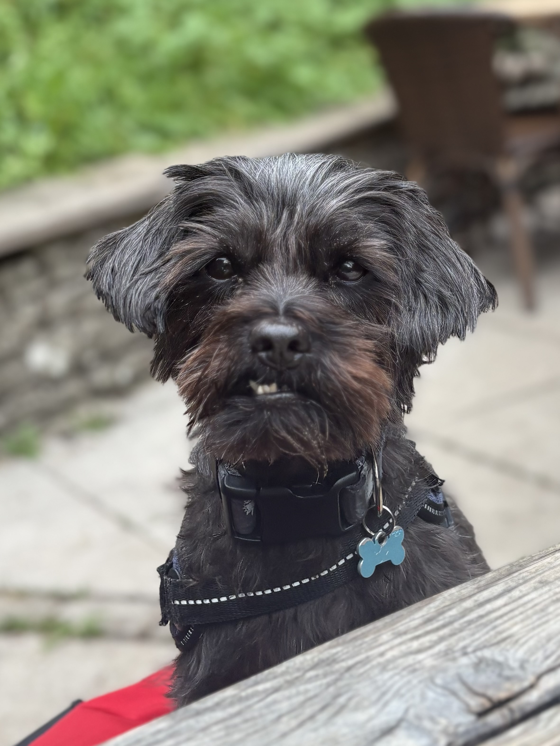 Milo - a black haired, small dog. Yorkie Poo 