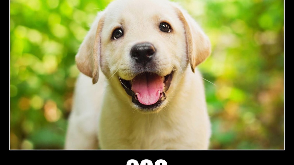 HTTP Status Dog image