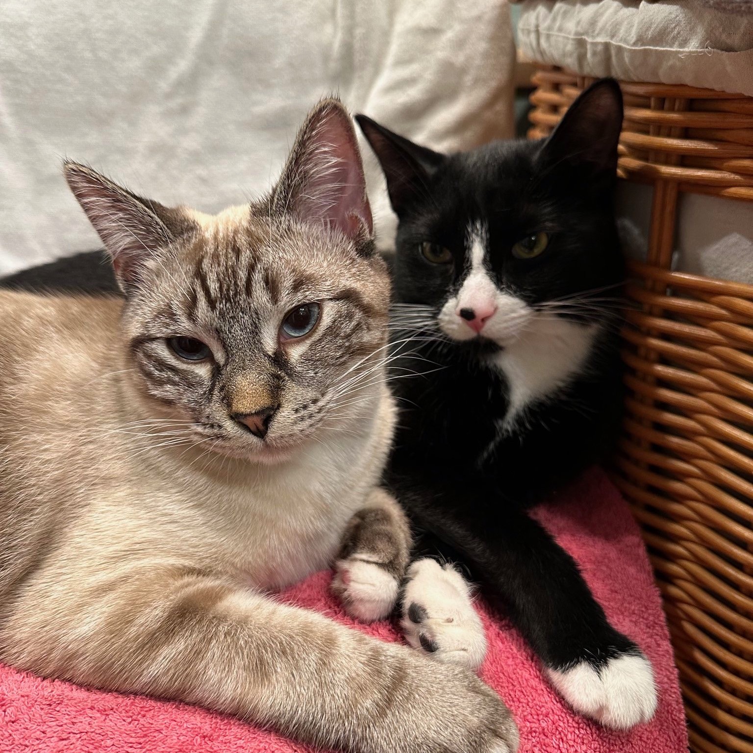 A lynx point Siamese-mix cat with blue eyes and a black-and-white tuxedo cat with a pink nose sit side-by-side on a bright pink towel. The cats are leaning against each other in front of a woven wicker basket.