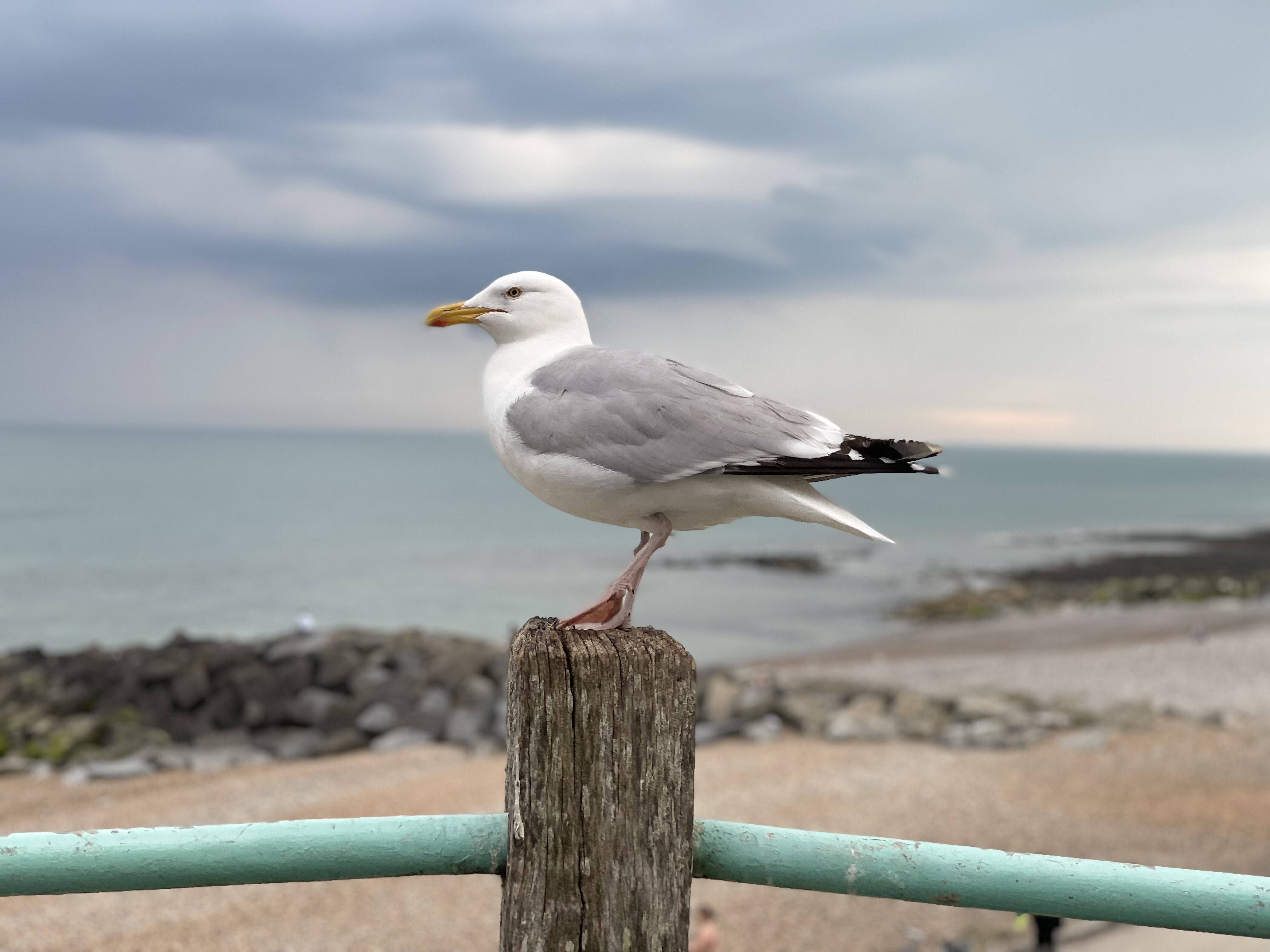 Photo of a seagull perched on a wooden post. With blue sky and beach in the background.