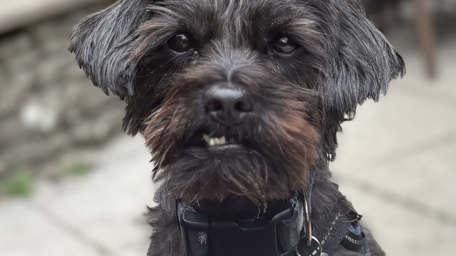 Milo - Guardian of the MoTaVerse image