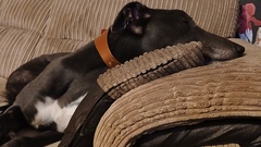 River - Guardian of the MoTaverse image