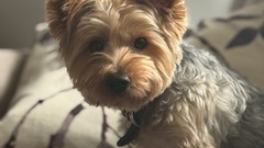 VIP visitor (very important pet) image