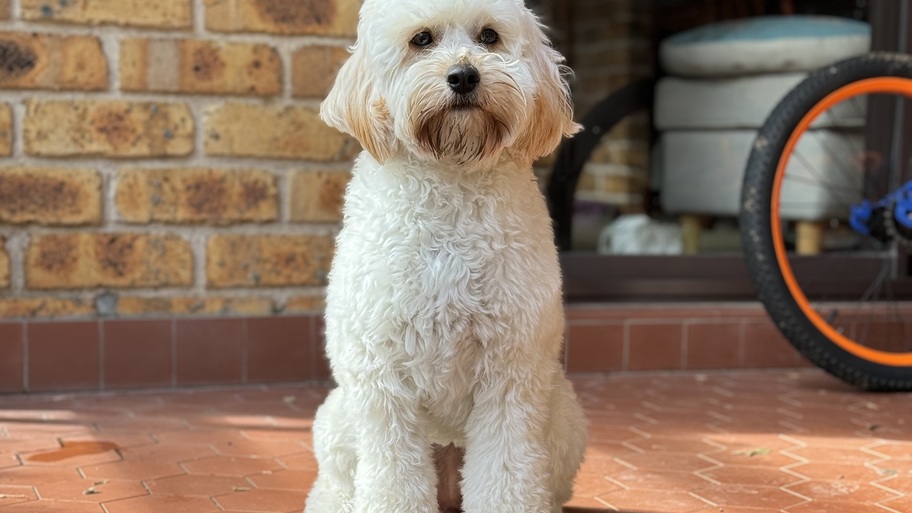 Leia - Guardian Of the MoTaverse image