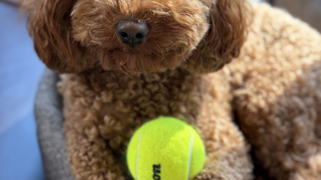 Chewy - Guardian Of the MoTaverse image