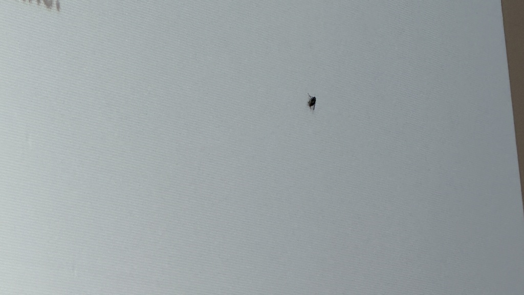 A large projector screen with a fly on it. 