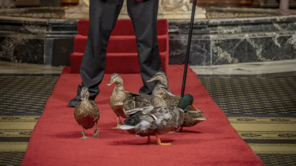 These ducks are local celebrities and walk the red carpet daily image