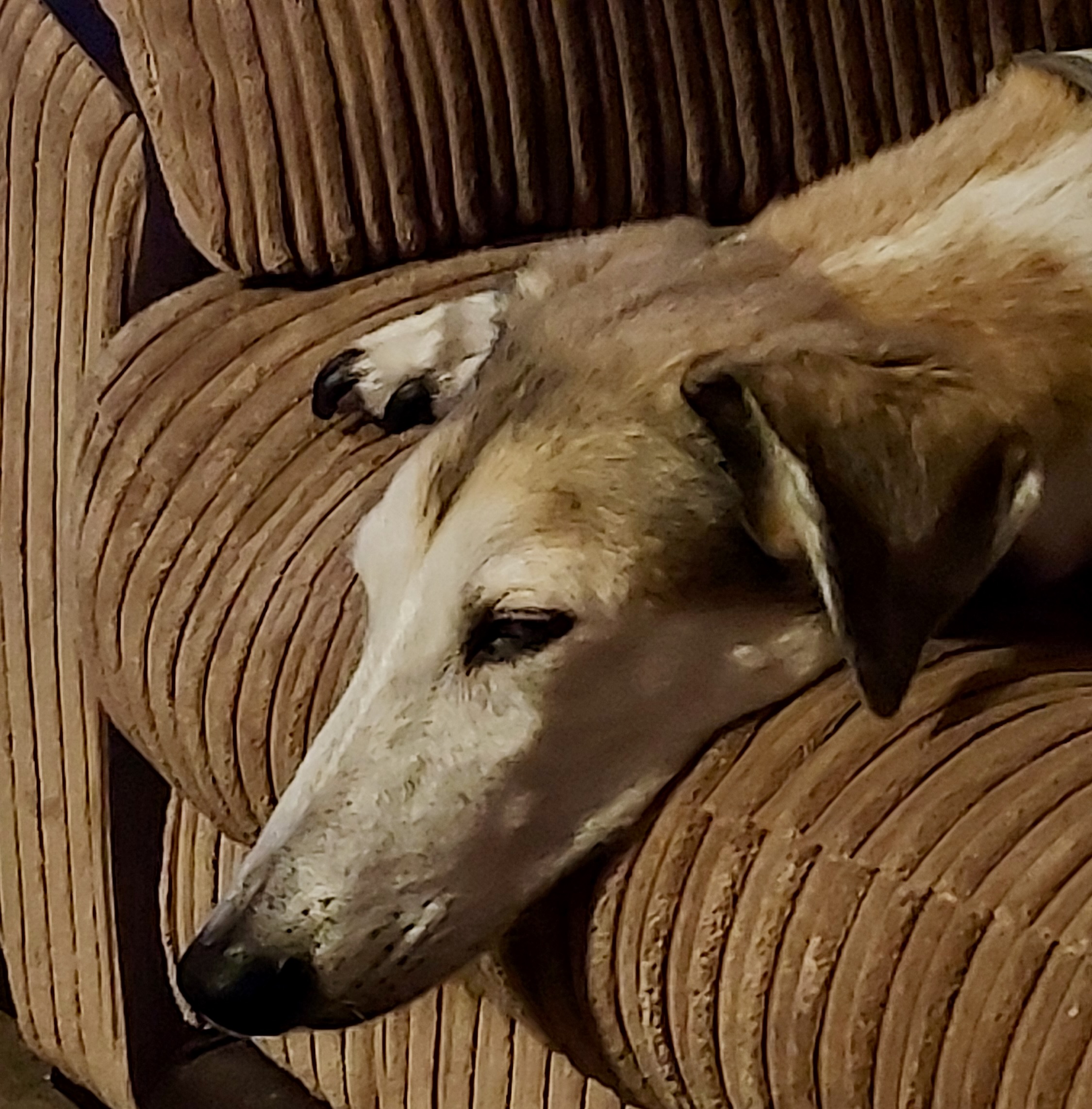 Picture Saluki Lurcher lying comfortable on a settee
