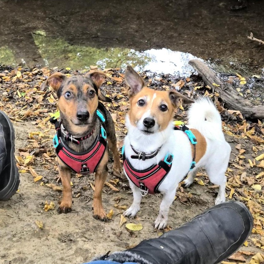 Two dogs are standing on a muddy riverbank. They are both wearing red harnesses with bright blue buckles. They are looking at the camera, waiting for something to be thrown. 
The dog on the left has tan fur, with a black nose and black patches on his face, back and chest. The dog on the right has white fur, with a tan face, and a big tan spot on her side. She also has a fluffy tail that is curled up like a teacup handle.