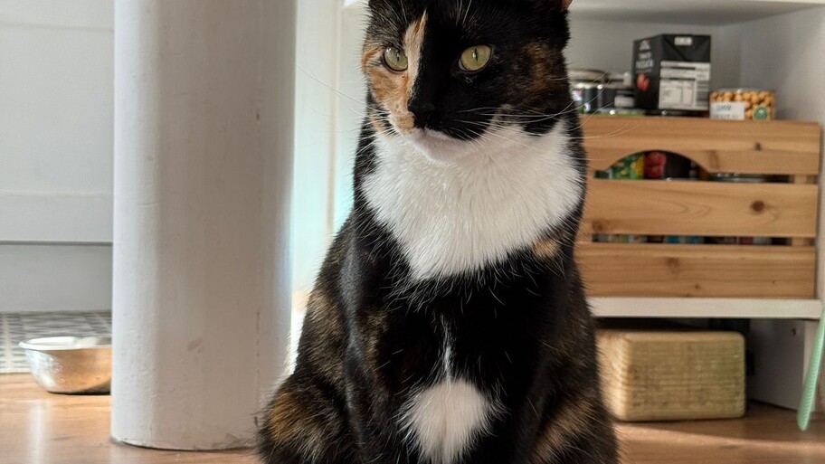 Molly - Guardian of the MoTaverse image