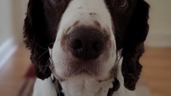 Jussi - not long gone, but always in our thoughts - one of those dogs who made everything better.

He is your friend, your partner, your defender your dog.
You are his life, his love, his leader... image