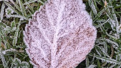 How do testers assist organisational learning? image