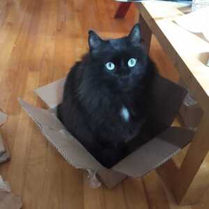 Kaarina profile image