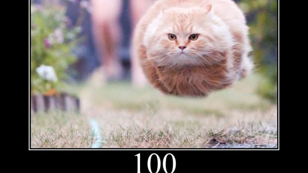 HTTP Cats image