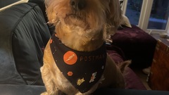 It’s a good job Rutherford P Dog can’t read. 
He is not normally a massive fan of post(persons) 

 image