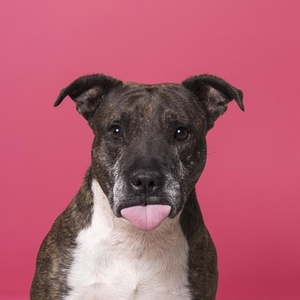 Eddie Lukkien profile image