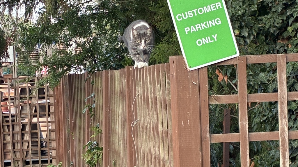 A sign saying ‘customer parking only’ and a cat sitting right by it.  image