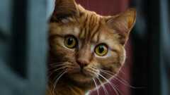 An observation that might tell us something about what lies beneath the tools we use directly. image