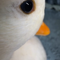 D Johns profile image
