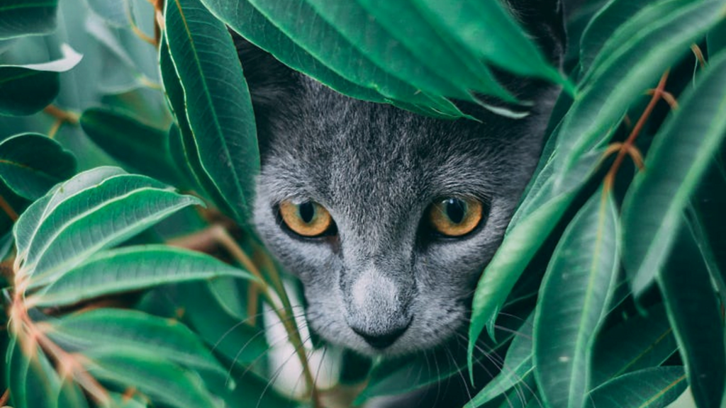 Heisenbug: Developer’s Worst Nightmare image