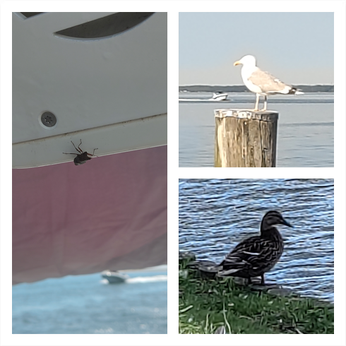 A collage of three outdoor photos. The left photo shows a close-up of a bug crawling on the underside of the helm console of a boat. The top-right photo shows a seagull standing on a wooden post by a calm body of water. The bottom-right photo shows a duck standing on grass near the water’s edge.