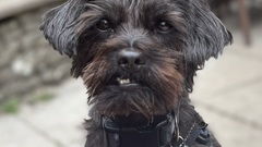 Milo - Guardian of the MoTaVerse!

Milo is by far the cheekiest guardian you have ever met. He is fiercely loyal, protective, feisty and inquisitive.

He loves his family, especially his Nanny ... image